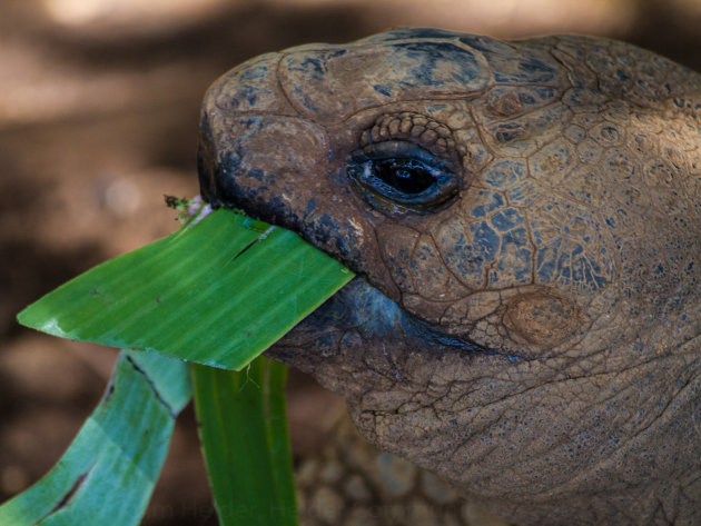 Reuzenschildpad