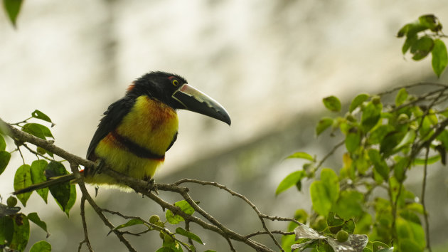 Toekan in Tikal