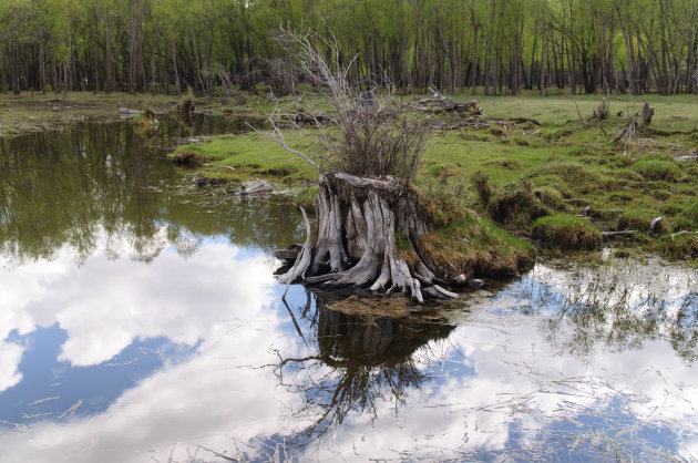 spiegeling in het water 