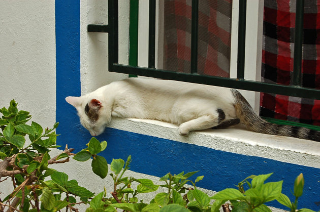 siesta 