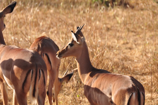 Een gazelle?