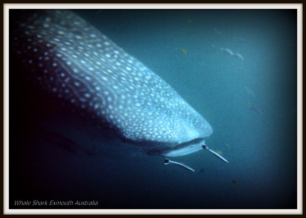 Whaleshark2