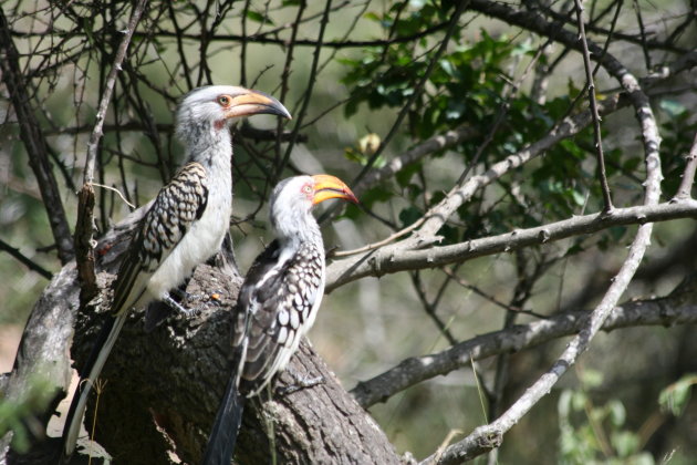 Hornbill