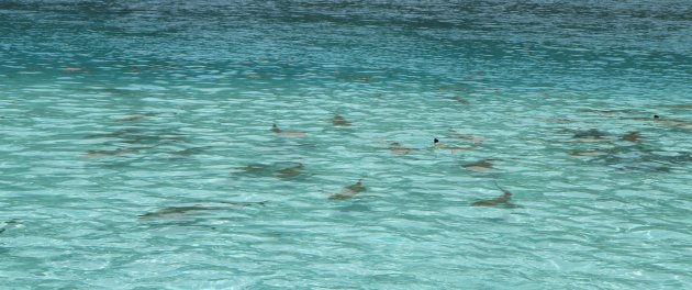 Moorea, black tips in de lagune