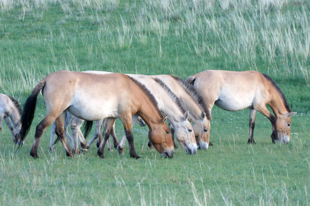 Przewalskipaarden