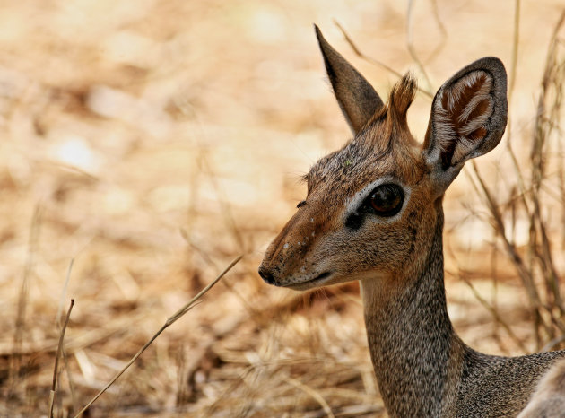 Dik Dik