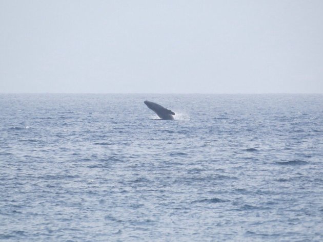 Walvis Maui