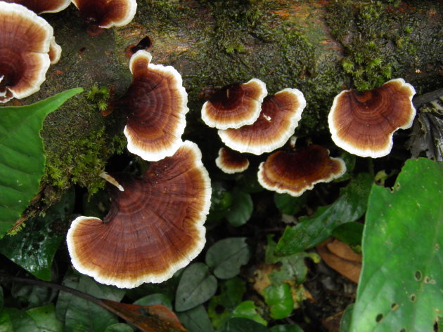 paddestoelen in het Korup  National Park