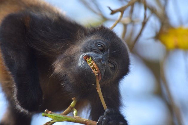 Howler monkey