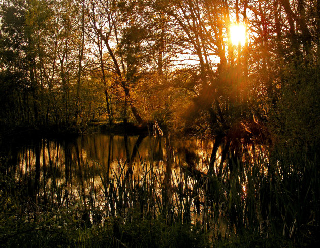 Gouden licht