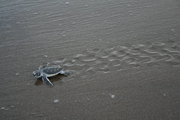 Jonge zeeschildpad