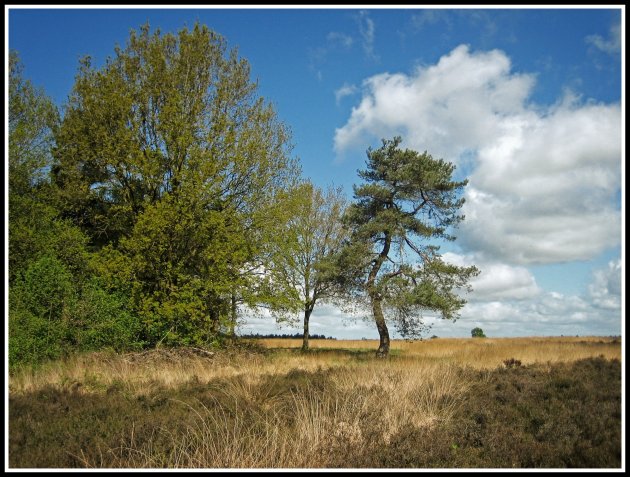 Dwingelderveld