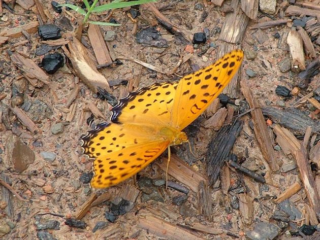 Welke vlinder is dit?