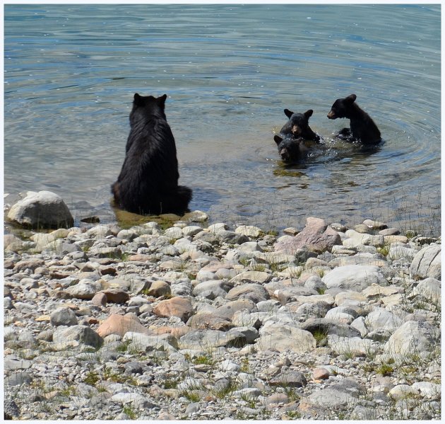 Medicine Lake Jasper zwarte beren