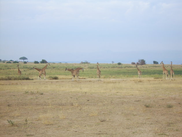 Giraffen in Murchison Falls National Park