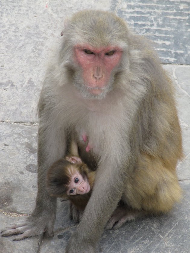 aapjes kijken in Kathmandu