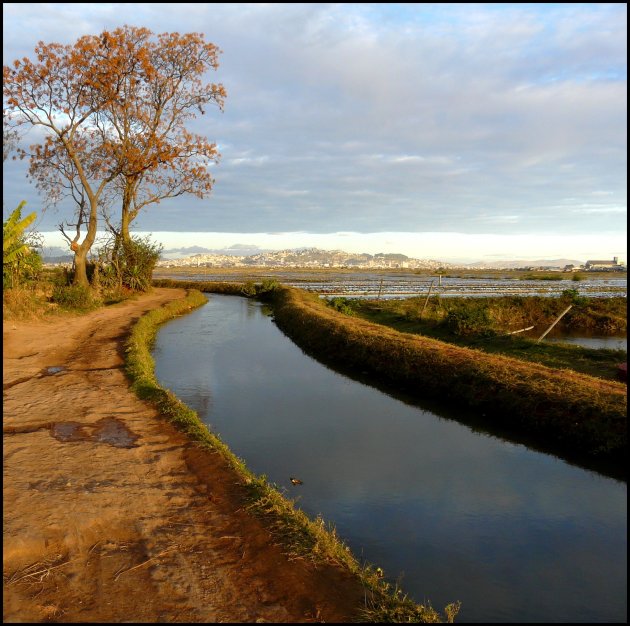 Wandelen tussen de rijstvelden. 