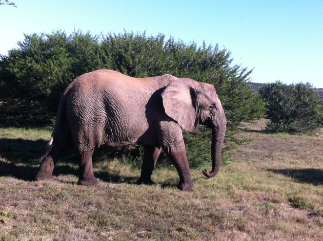 Olifant @ Amakhala 