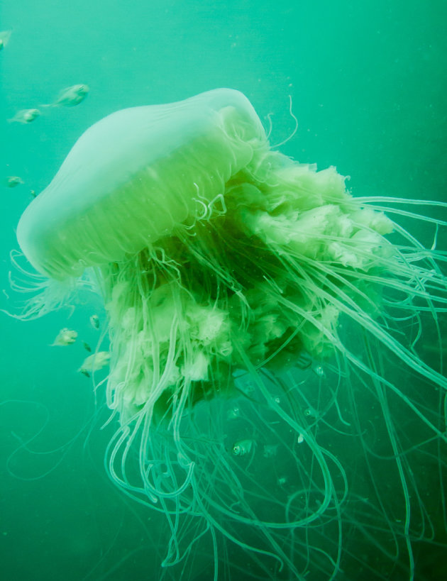 Jellyfish