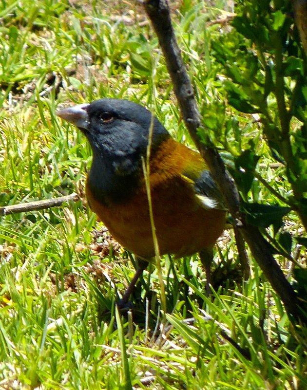 Hoe heet de Vogel?