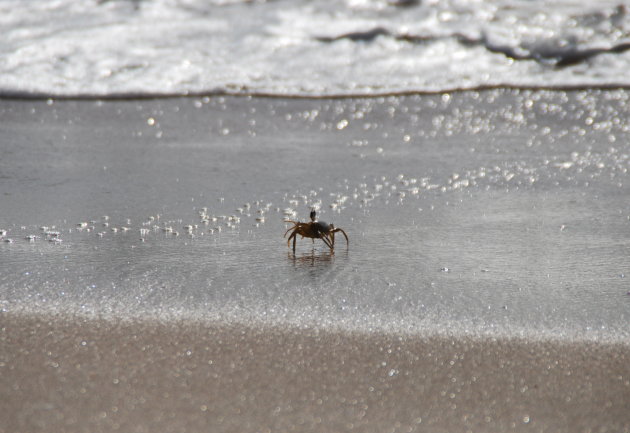 Rennende krab op strand Raz al-Jinz Turtle Reserve