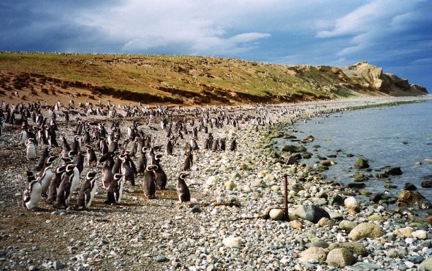 Een strand vol pinguïns op Isla Magdalena