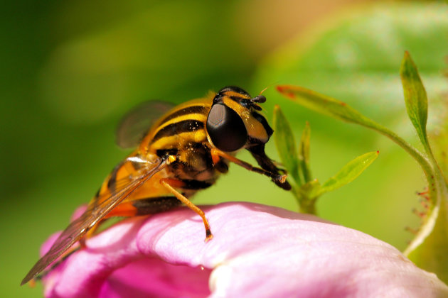 Macro wasbeurt