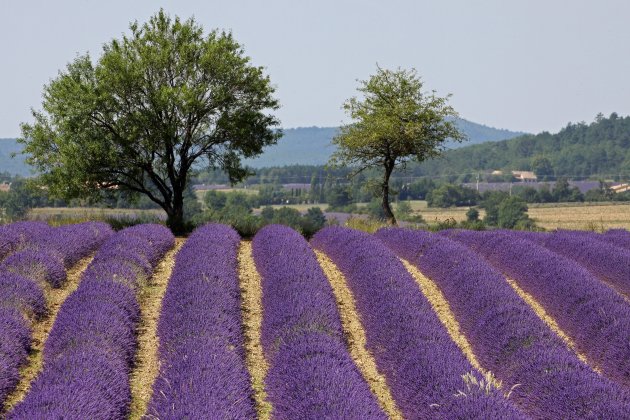 Lavendel in de Provence