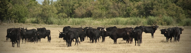 Camargue-stieren