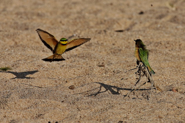 Little bee eaters