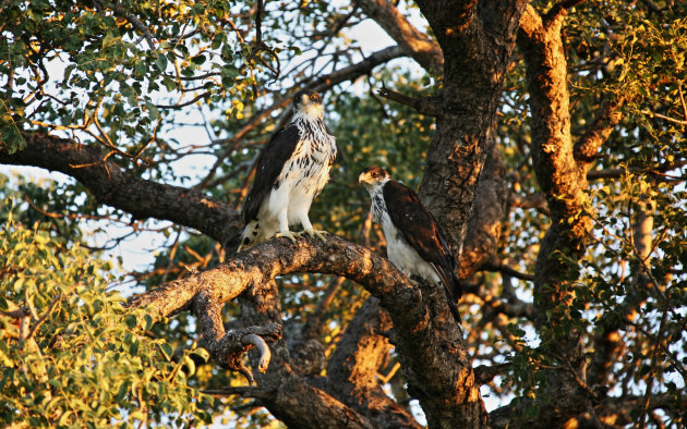 Martial eagle