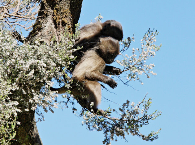 Gelado baboons