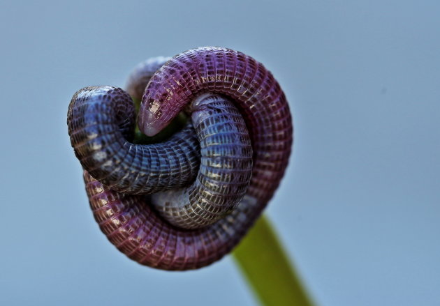  Iberische worm hagedis