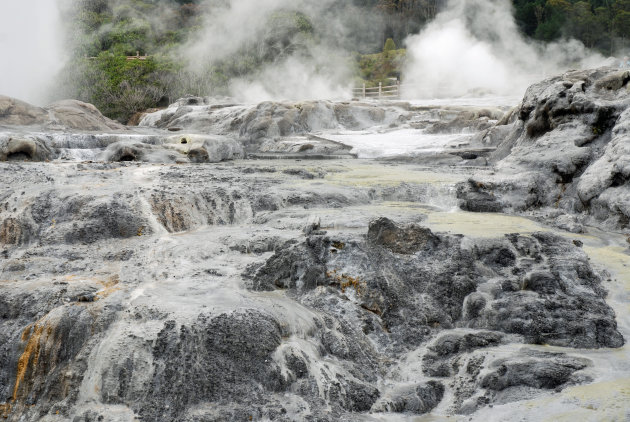 Geisers in Rotorua