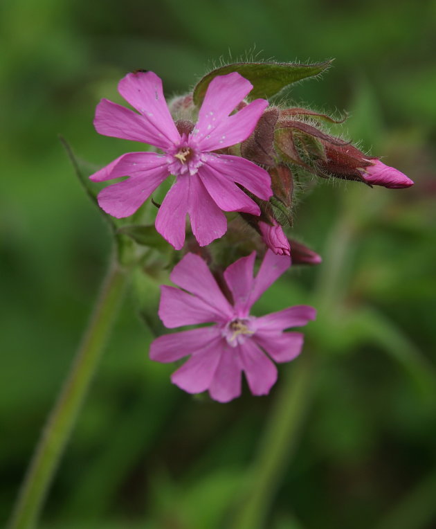 Dagkoekoeksbloem