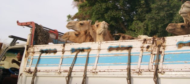 Kamelen vervoer