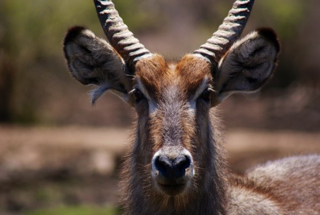 Vlak voor de lodge een waterbok