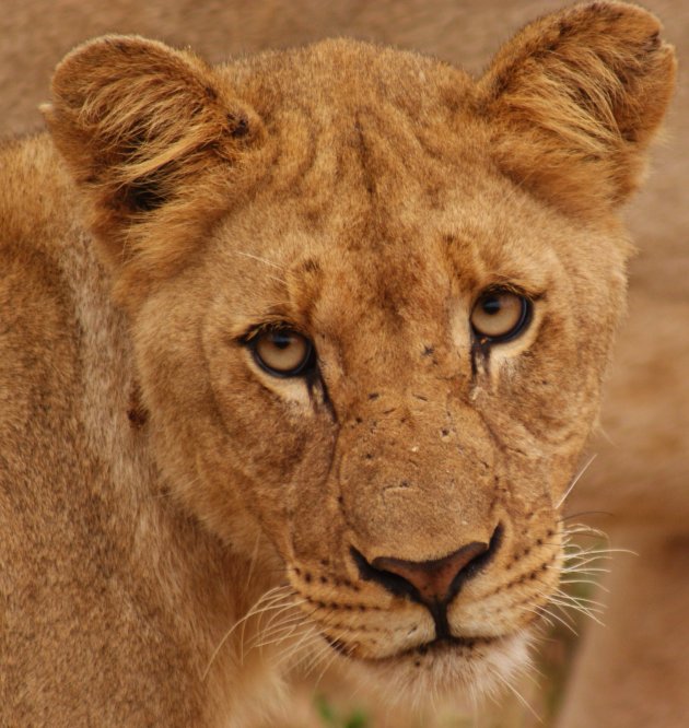 Madikwe np