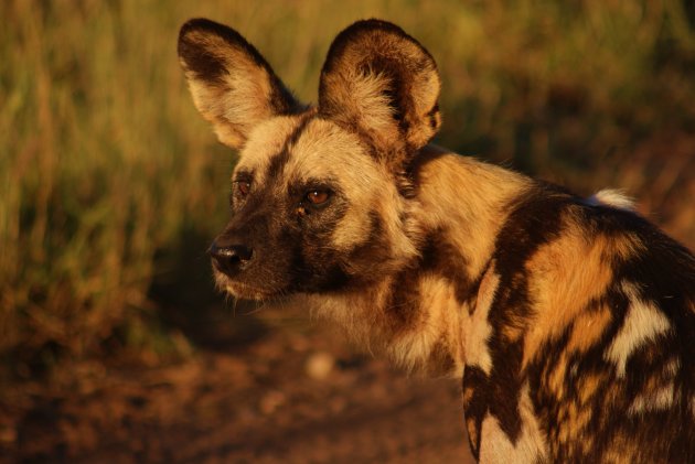 Wilde honden in Madikwe np