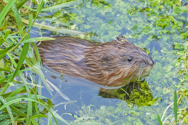 Muskusrat