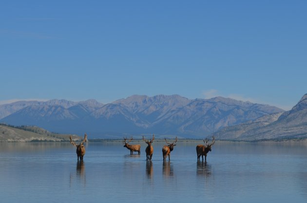 Wapiti's in Jasper Lake