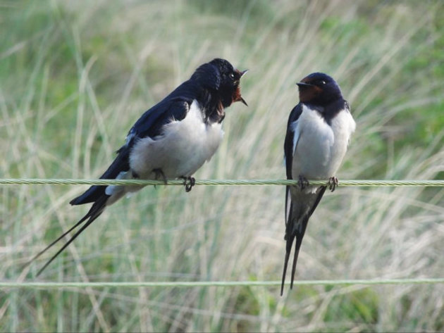 2 vogels in communicatie