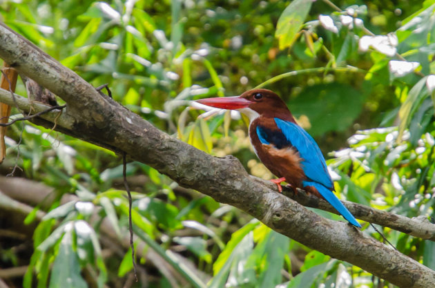 Ijsvogel