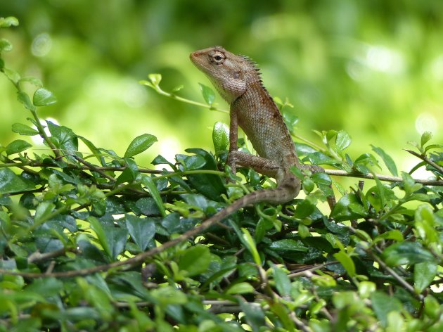 Nieuwsgierige Lizard