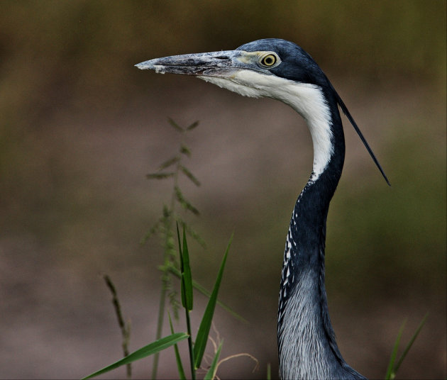 Black headed heron