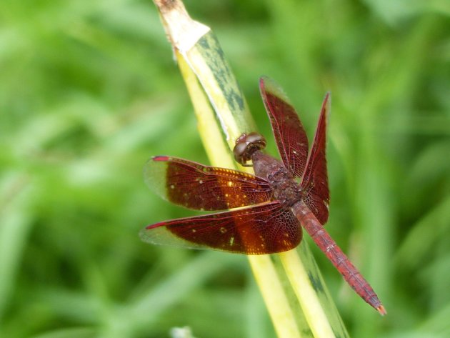 Fijn besnaarde Libelle