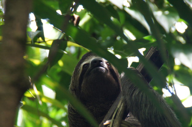 Luiaard in Manuel Antonio NP