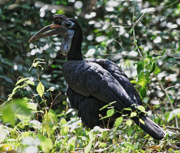 Abyssinan grond neushoornvogels