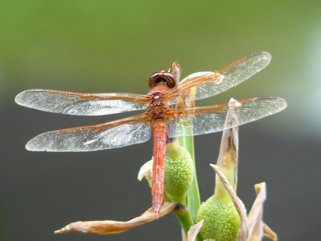 dragonfly