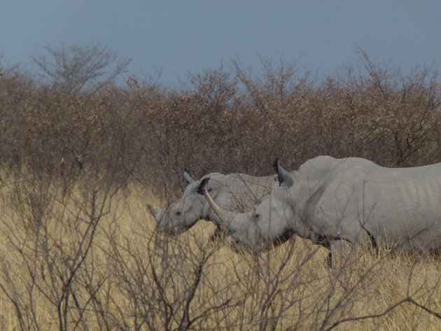 Neushoorn met kalf